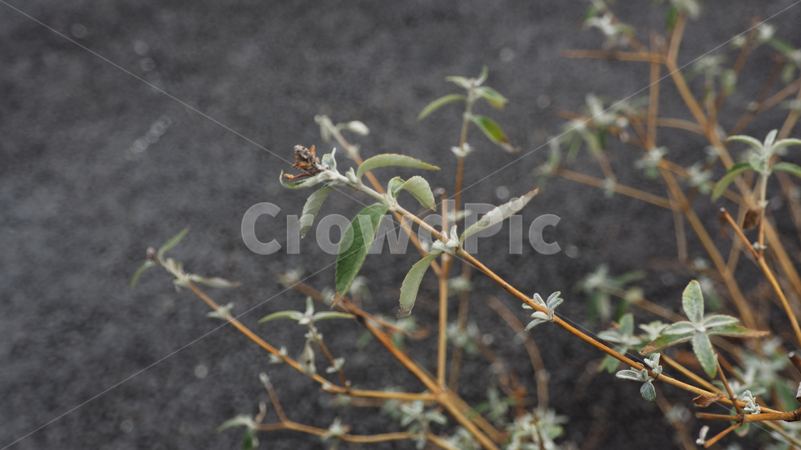 야생화,식물,야외,wildflower,plant,outdoor