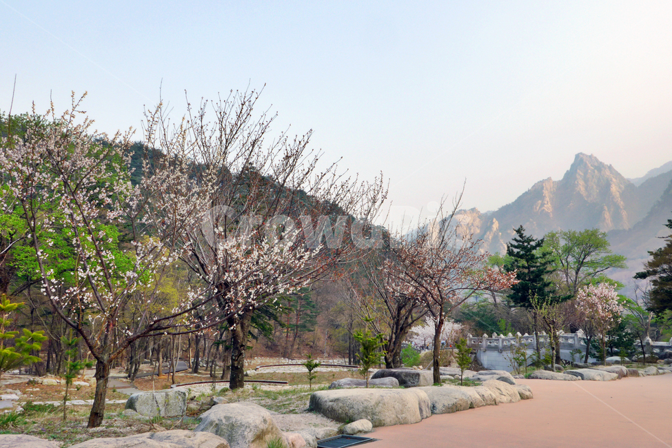 등산로,산,설악산,벚꽃,꽃나무,flower,mountain,봄,계절,spring,season,자연,풍경,nature,landscape,한국자연풍경,한국자연경관,korea nature landscape,tree,나무,plant,식물