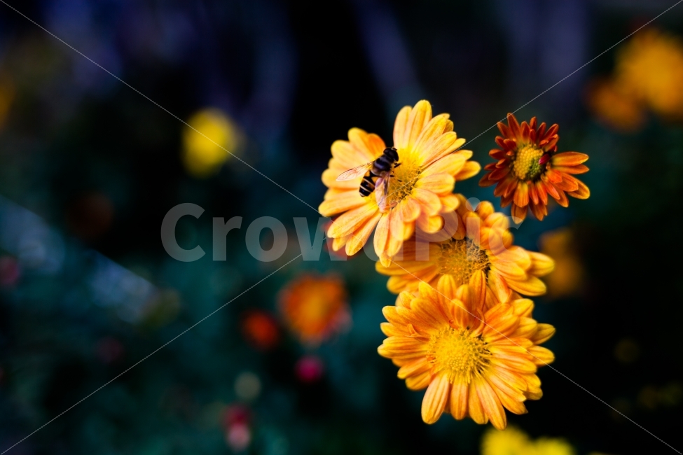 꽃,벌,감국,마리거트,자연,국화,식물,자연,plants,nature,꽃,flower,동물,animal,곤충,벌레,insect,bug,감성,sensible,feeling