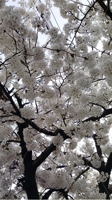 벚꽃,가을,fall,계절,나무
