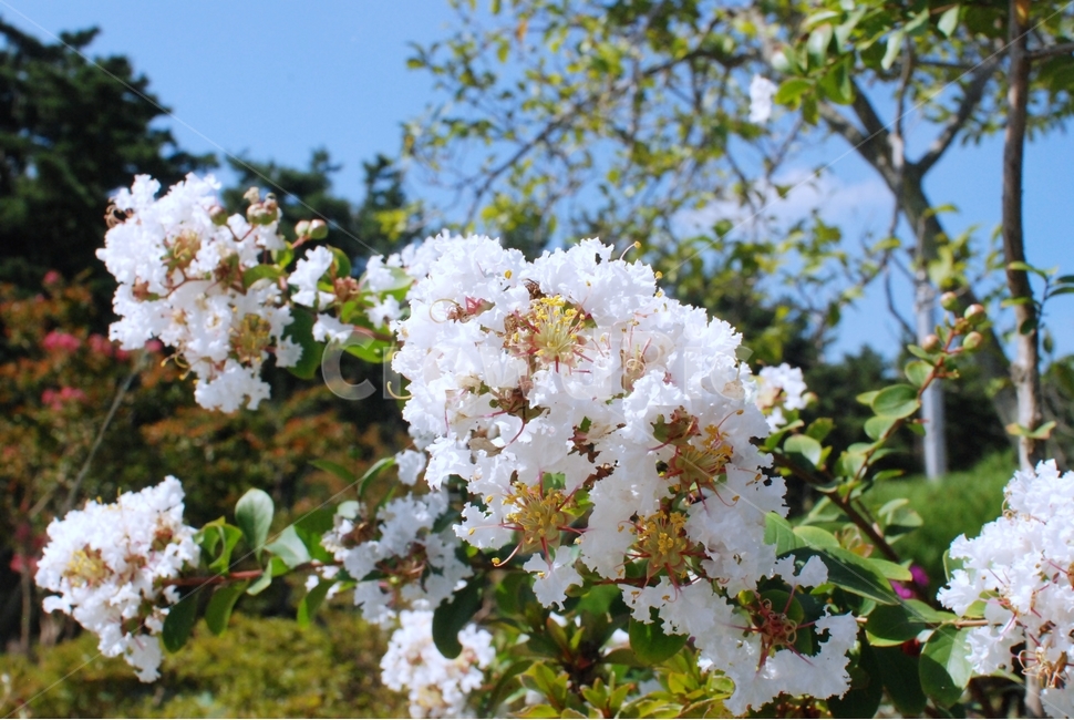 꽃,식물,자연,흰꽃,하얀꽃,배롱나무,배롱나무꽃,식물,자연,plants,nature,꽃,flower