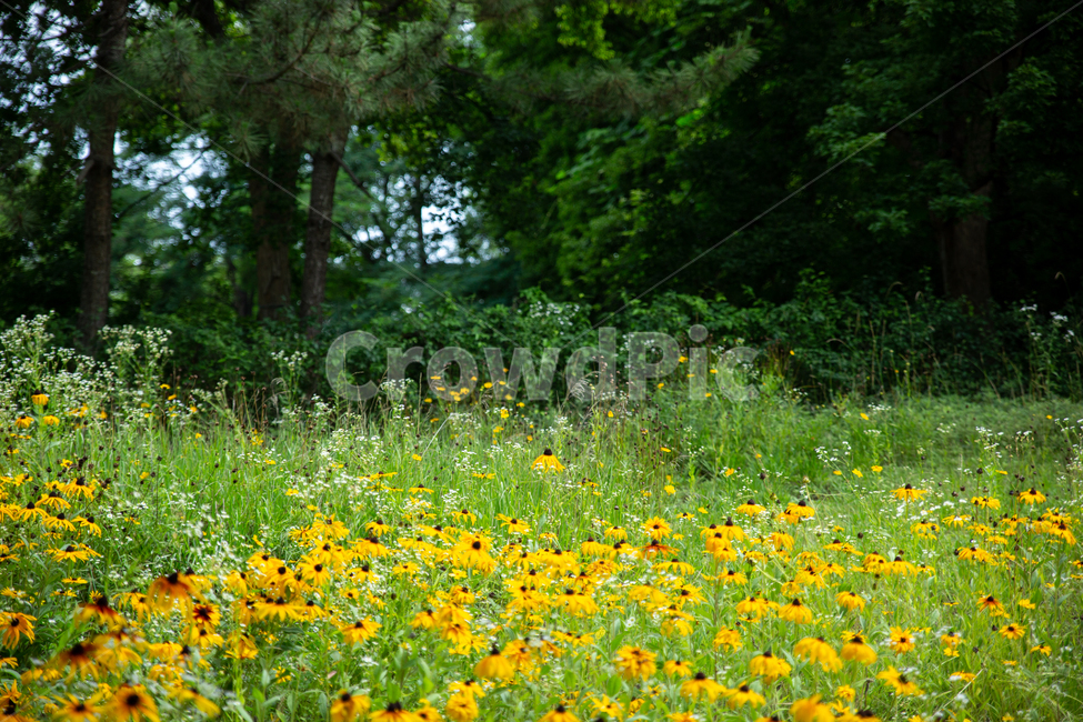 루드베키아,꽃,꽃잎,자연,식물,plant,flower,식물,자연,plants,nature,꽃,flower