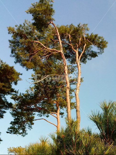 나무,식물,나무줄기,tree,treetrunk,소나무