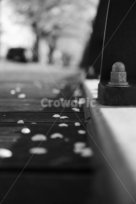 꽃잎,벚꽃,벚꽃잎,바닥,흑백,감성,blackwhite,bw,flower,blossom,cherryblossom,ground