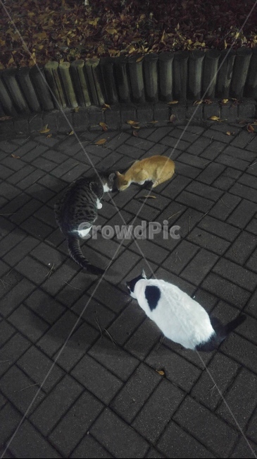 고양이,길고양이,동물,아기고양이,들고양이,동물,animal,포유류,mammal,고양이,cat,kitten,kitty