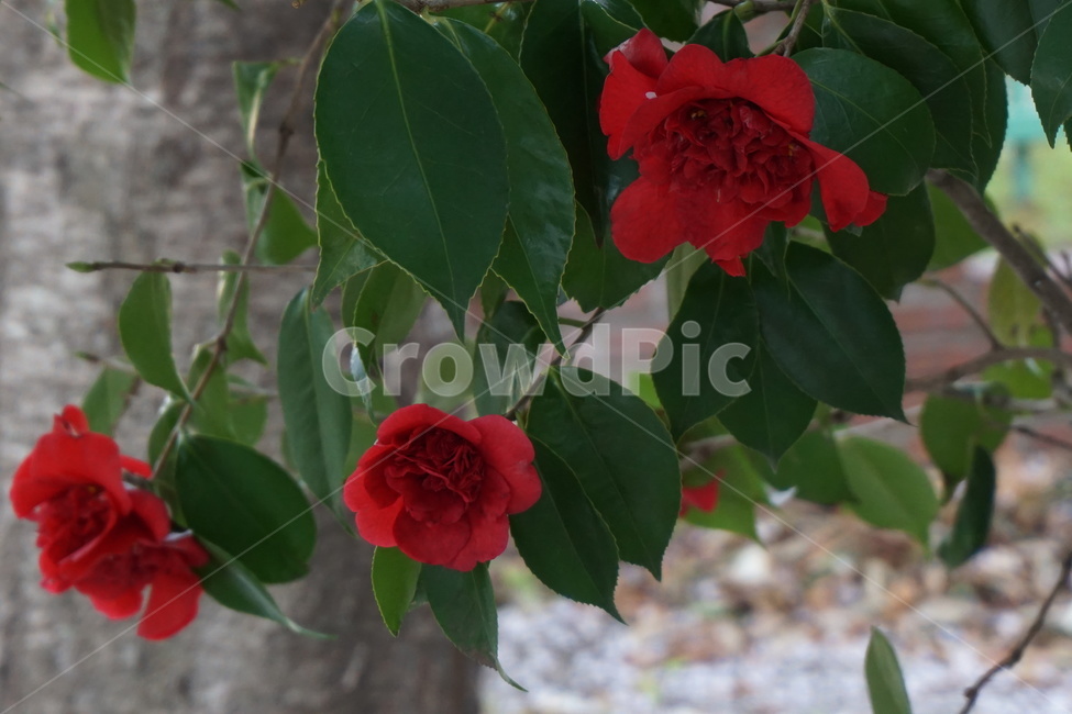 동백나무,꽃,봄,빨간색,빨간꽃,정원,봄,계절,spring,season,식물,자연,plants,nature,꽃,flower,plant,blossom,rose,장미