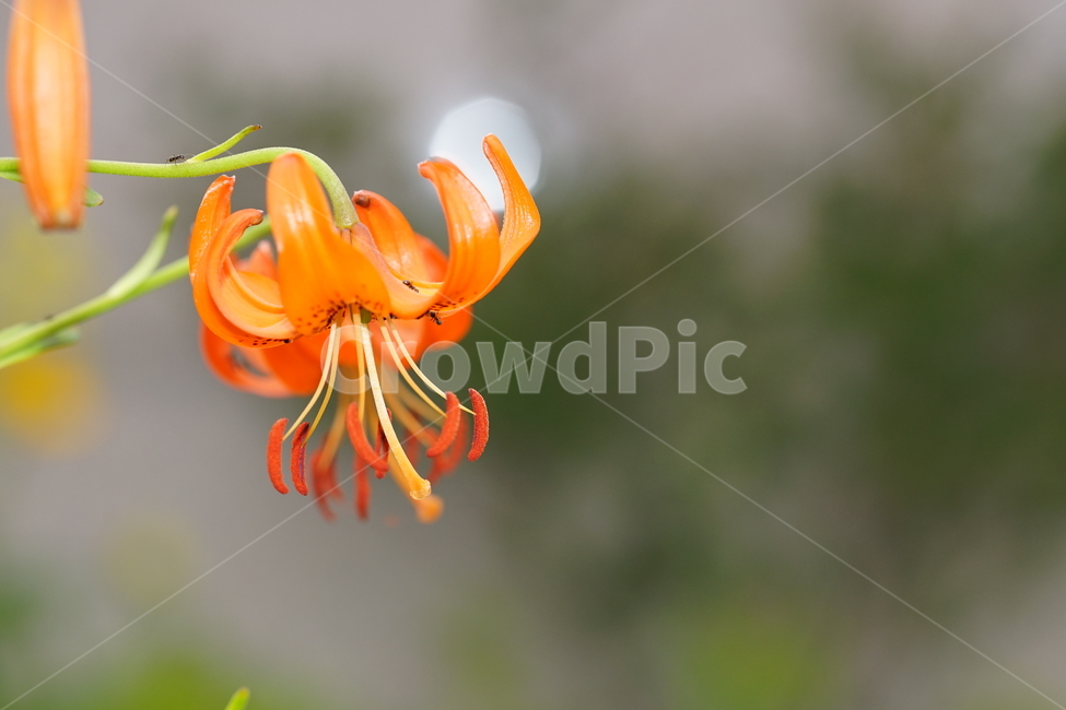 꽃,플라워,나리꽃,계절,생명,식물,주황,오렌지빛,자연,접사,감성,flower,색감,컬러,식물,자연,plants,nature,꽃,flower
