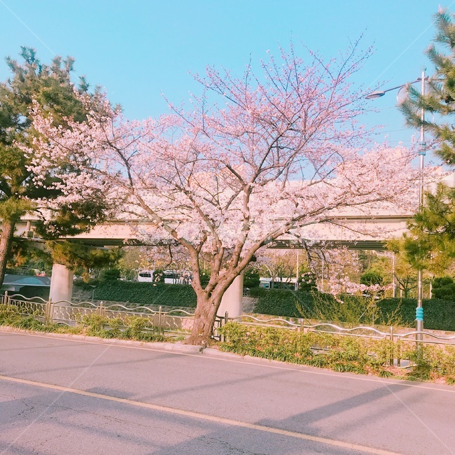 벚꽃,봄,나무,벚꽃나무,도로,거리,봄,계절,spring,season,plant,식물,flower,꽃,blossom