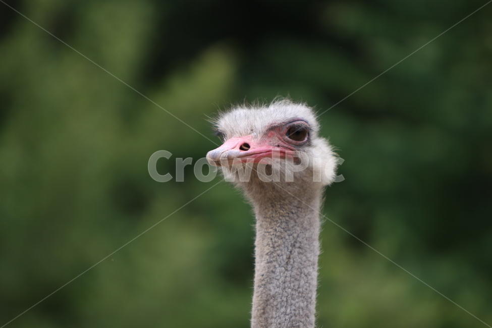 타조,동물,새,동물원,머리,동물,animal,조류,새,birds