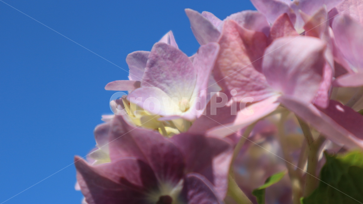 수국,꽃,클로즈업,식물,자연,blossom,flower,plant