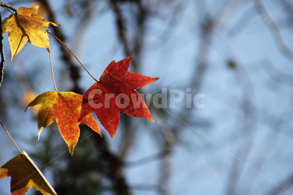 단풍,미국풍나무,가을,liquidambarstyraciflua,sweetgum,가을,계절,fall,autumn,season,leaf,잎,plant,식물,tree,나무