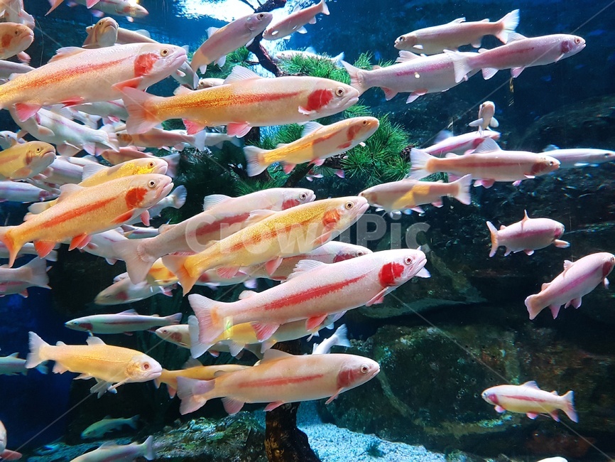 물고기,물,헤엄,수족관,물속동물,어류,물고기,fish