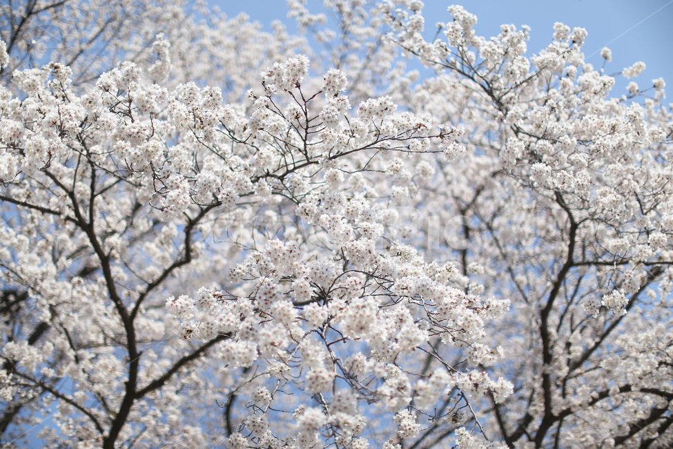 식물,blossom,꽃,flower,cherryblossom