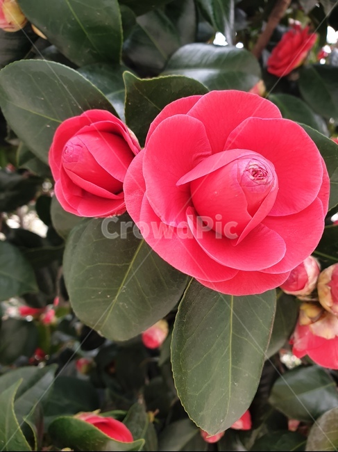 동백꽃,봄꽃,나들이,산책,꽃,식물,자연,plants,nature,꽃,flower