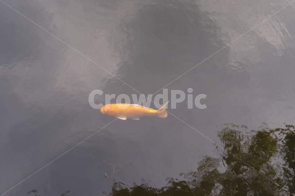 fish,물고기,animal,동물,금붕어,연못,동물,animal,어류,물고기,fish