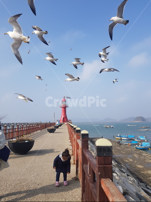 갈매기,빨간등대,bird,아기,바다