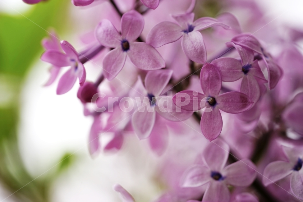 라일락,수수꽃다리,물푸레나무과,식물,봄,식물,자연,plants,nature,꽃,flower