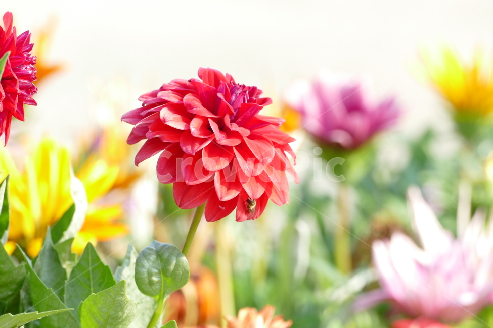 다알리아,다알리아꽃,달리아,꽃,식물,식물,자연,plants,nature,꽃,flower