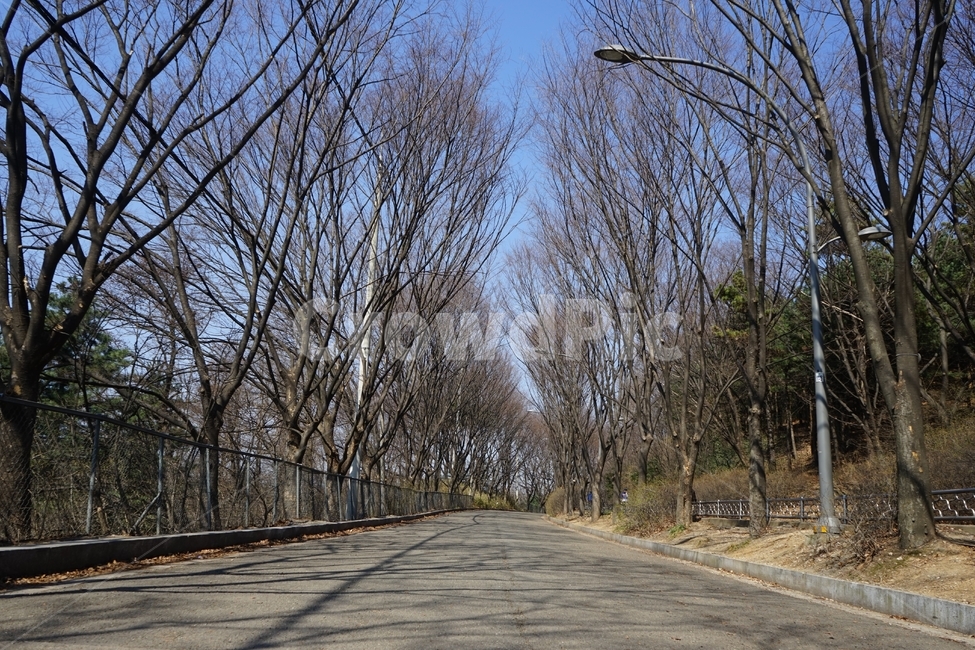봄,입구,도로,나무,하늘,숲길,자연,pavement,road,trail,sky,entrance,forest,woodsspring,season,warm,식물,자연,plants,nature,나무,trees,wood,교통,교통수단,traffic,transportation