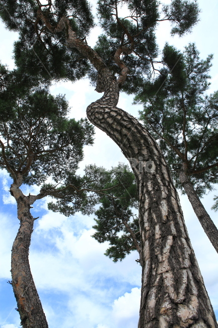 소나무,두그루,파릇파릇,솔,하늘,구름,식물,자연,plants,nature,나무,trees,wood