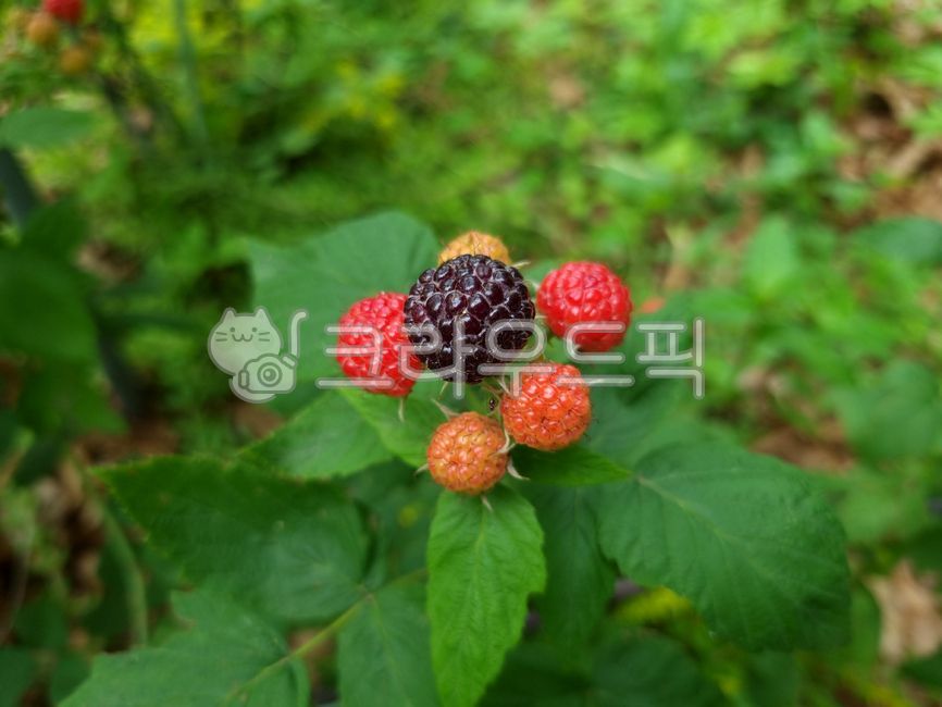 raspberry,Bokbunja Strawberry,Fruit,fruit,Bokbunja,strawberry,bokbunja fruit,leaf,food,bokbunja tree,plant
