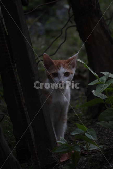 고양이,아기고양이,길고양이,반려동물,시선,동물,animal,포유류,mammal,고양이,cat,kitten,kitty