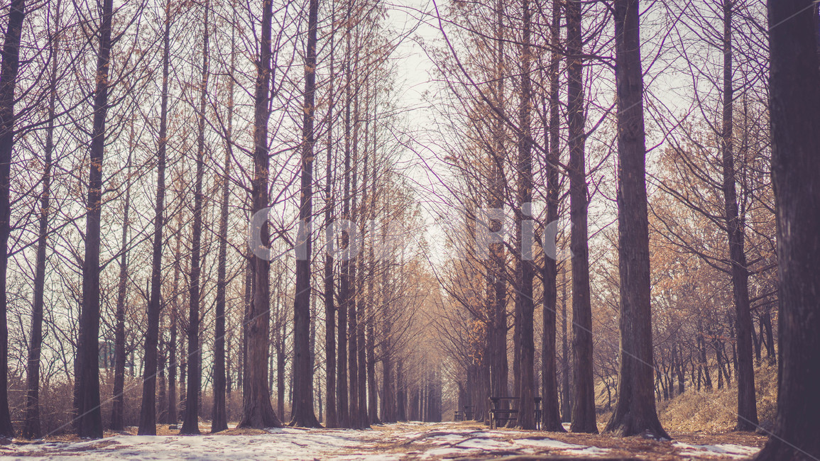 숲,나무,메타세콰이어,풍경,겨울,겨울,계절,winter,season,자연,풍경,nature,landscape,한국자연풍경,한국자연경관,korea nature landscape,식물,plants,나무,trees,wood,감성,sensible,feeling,plant,tree,vegetation,초목,forest,outdoors,옥외,woodland,삼림지,land,땅,grove,작은 숲