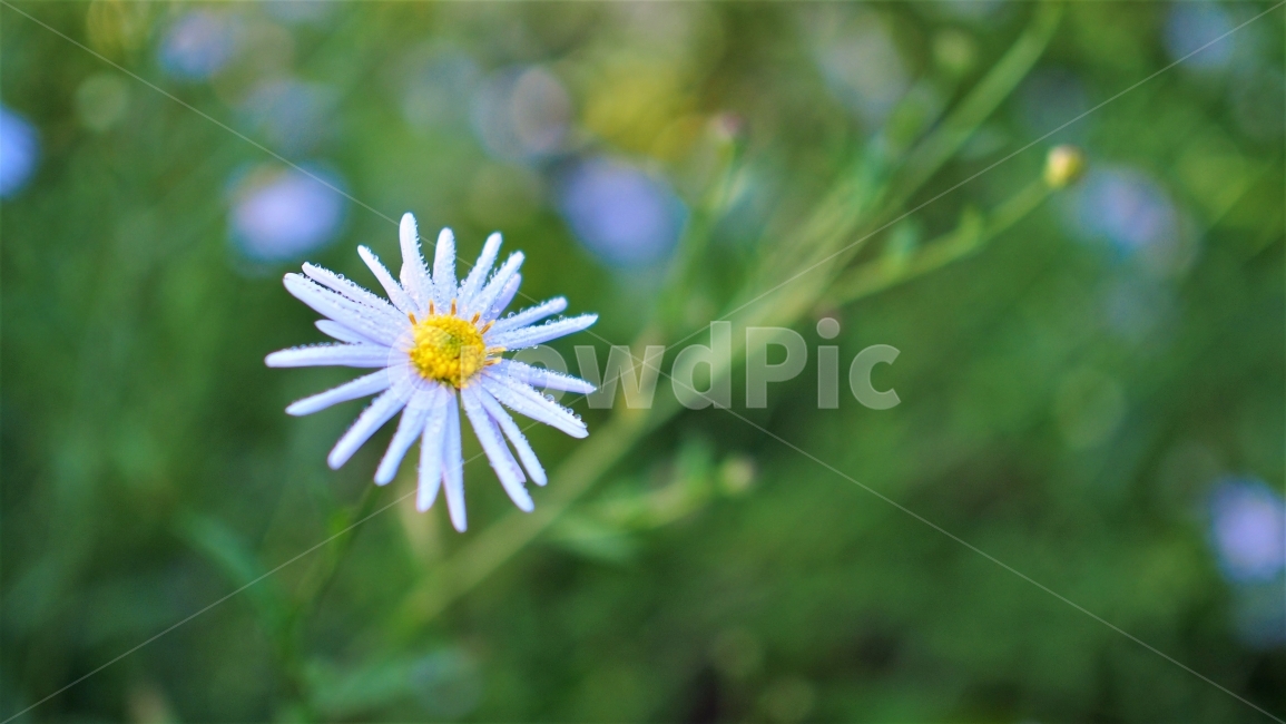야생화,벌개미취,꽃,꽃잎,봄,여름,식물,정원,꽃한송이,색감,vivid,flower,wildflower,보라색,garden,수채화,쑥부쟁이,식물,자연,plants,nature,꽃,flower,감성,sensible,feeling