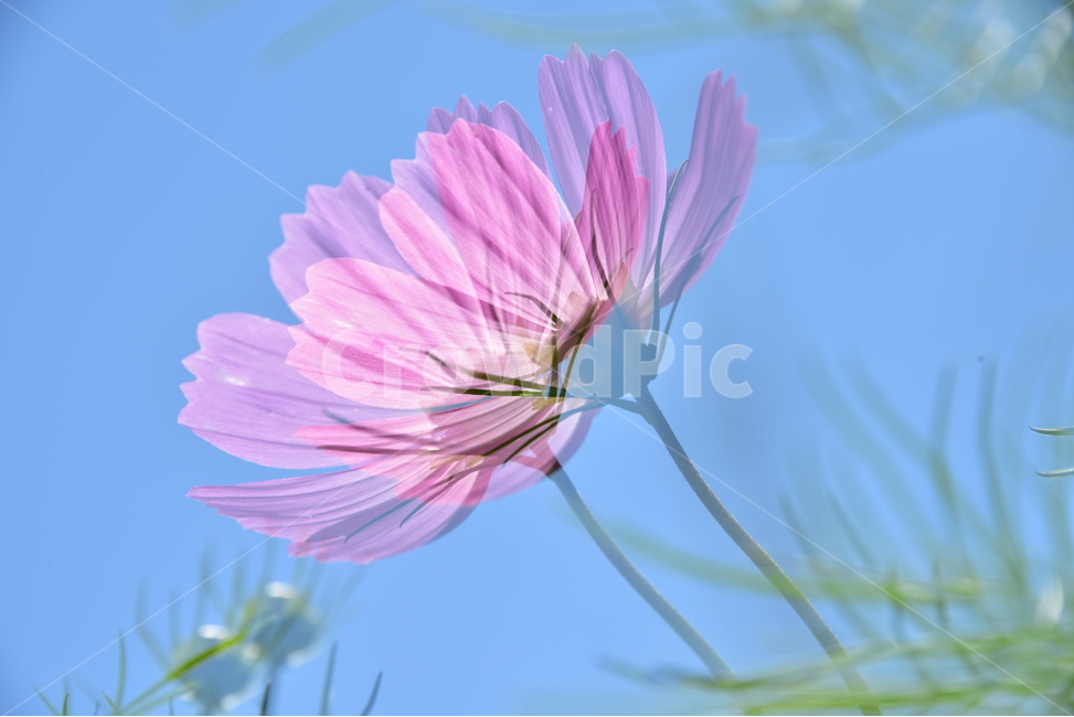 가을,코스모스,cosmos,원산지멕시코,국화과,1년생식물,가을,계절,fall,autumn,season,식물,자연,plants,nature,꽃,flower,plant