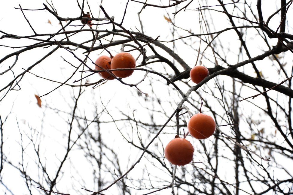 가을정경,감,감나무,나무가지,열매,식물,자연,plants,nature,나무,trees,wood,과일,열매,fruit