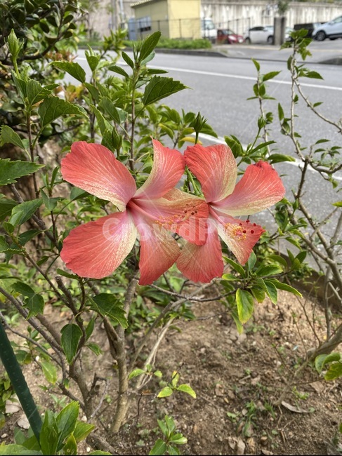 plant,식물,blossom,꽃,flower,식물,자연,plants,nature,꽃,flower