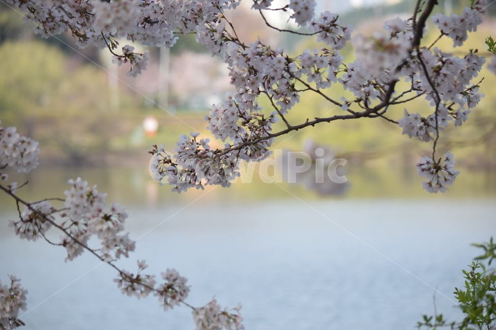 벚꽃,울산,선암호수공원,봄,꽃,봄,계절,spring,season,식물,자연,plants,nature,꽃,flower,plant,blossom,cherry blossom
