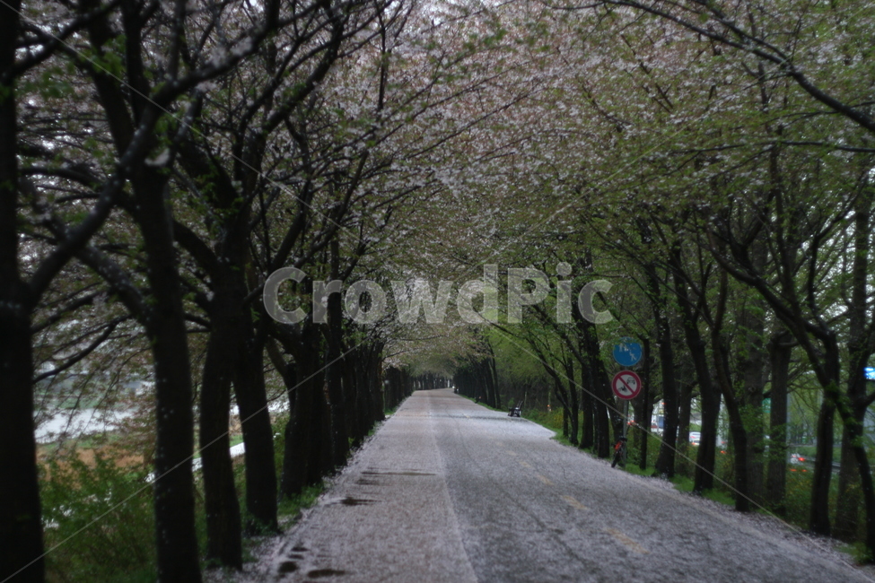road,길,벚꽃,꽃,나무,풍경,봄,봄,계절,spring,season,자연,풍경,nature,landscape