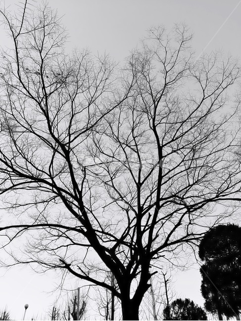 흑백,모노톤,나무,겨울,앙상한가지,하늘,식물,가지,잔가지,흑백사진,monotone,bw,winter,season,cold,sky,식물,자연,plants,nature,흑백,모노톤,monochrome,black and white
