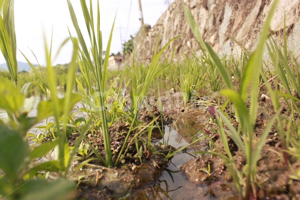 잡초,모내기,시골풍경,논,weeds,flowers,paddyfields,ricepaddies,countryscenery