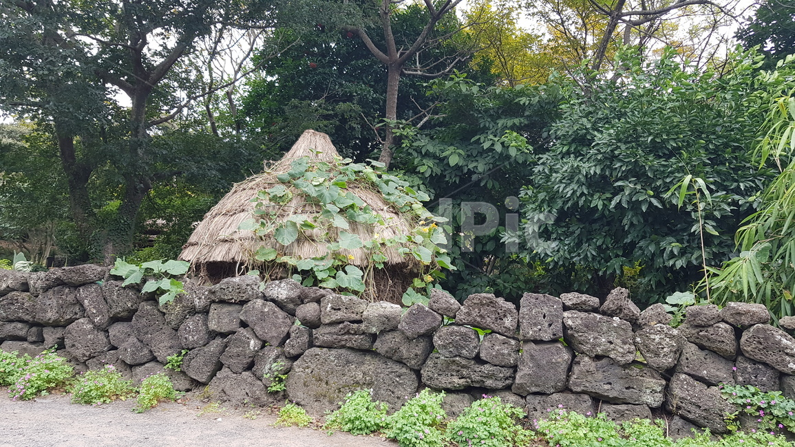 plant,식물,tree,나무,벽,제주도,한옥,한국