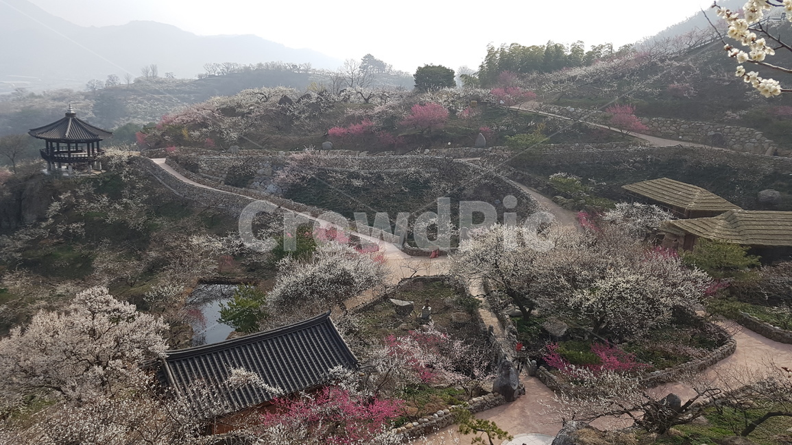 광양,매화,매화축제,광양매화마을,홍쌍리매화,봄,계절,spring,season,시골,마을,풍경,landscape,country,rural,town,경치,nature,자연,outdoors,옥외,scenery