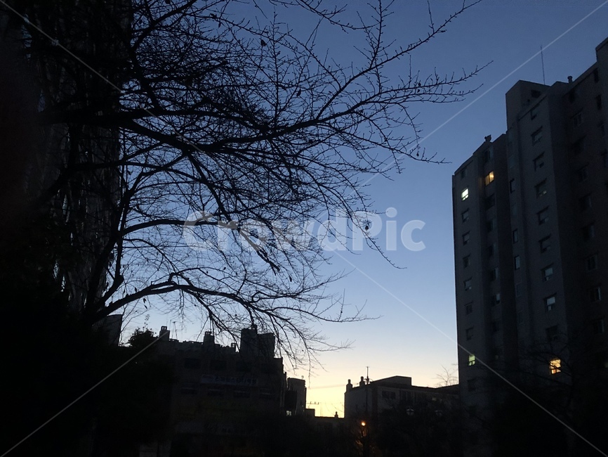 나무,새벽,하늘,해,아파트,도시,풍경,city,landscape,한국도시풍경,한국도시경관,korea cityscape,실루엣,그림자,silhouette,shadow,light,빛,flare,플레어,building,건물,office building,사무실 건물