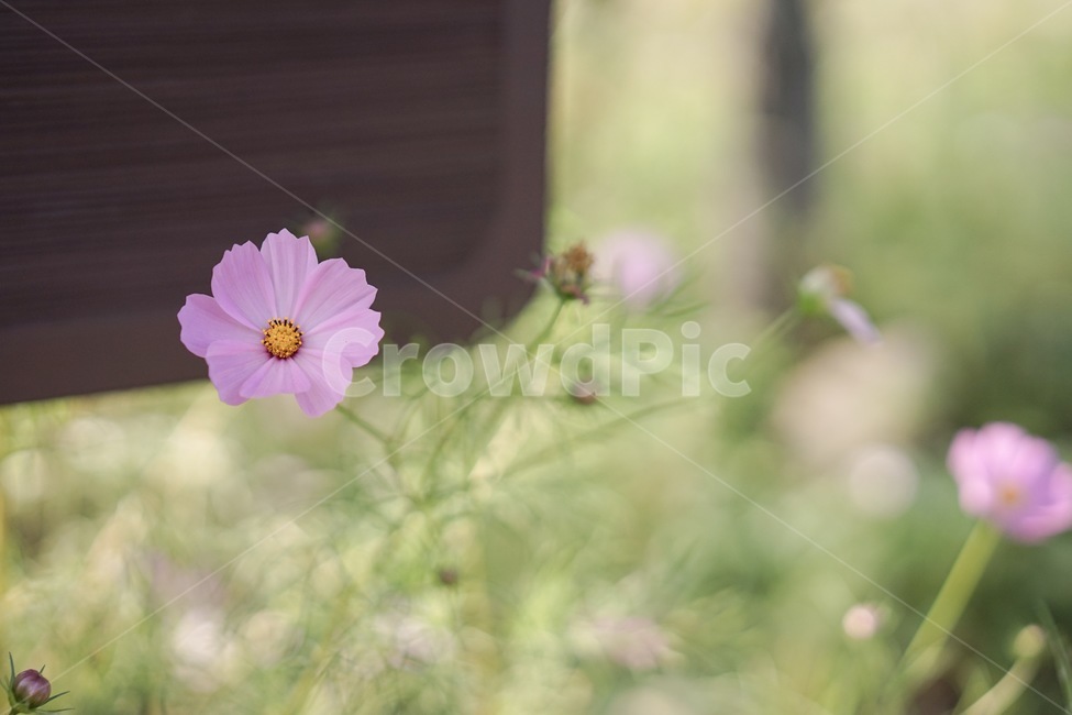 코스모스,꽃,가을,fall,식물,가을,계절,fall,autumn,season,식물,자연,plants,nature,꽃,flower