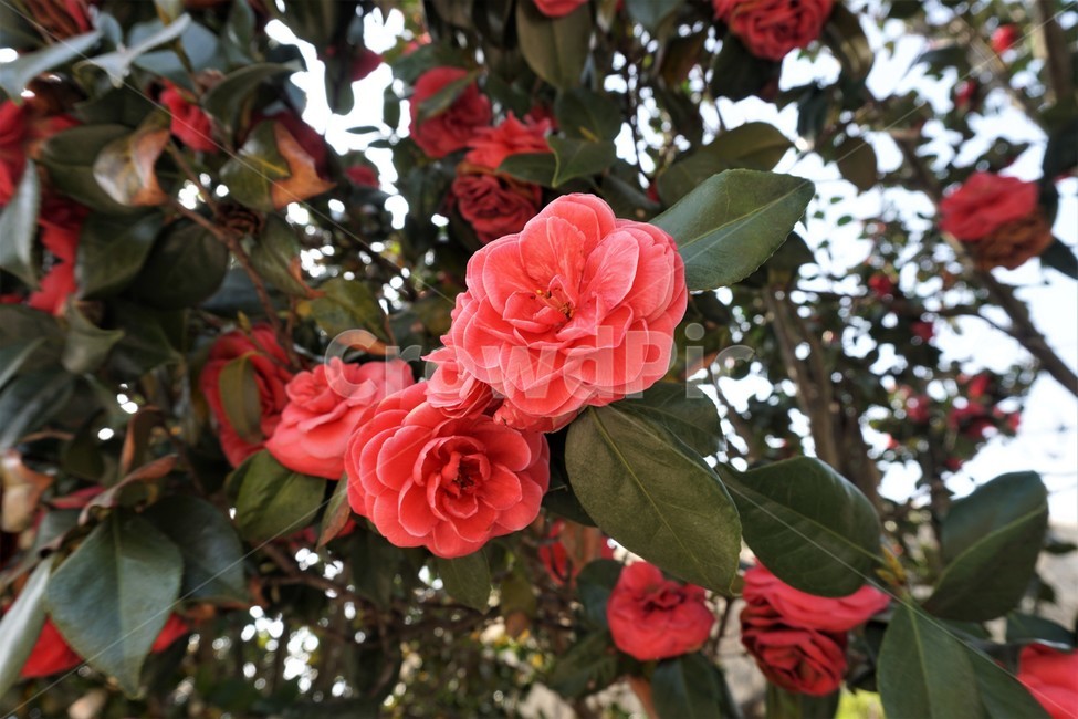 동백꽃,동백꽃나무,자연,풍경,봄꽃,활짝핀동백꽃,식물,자연,plants,nature,꽃,flower