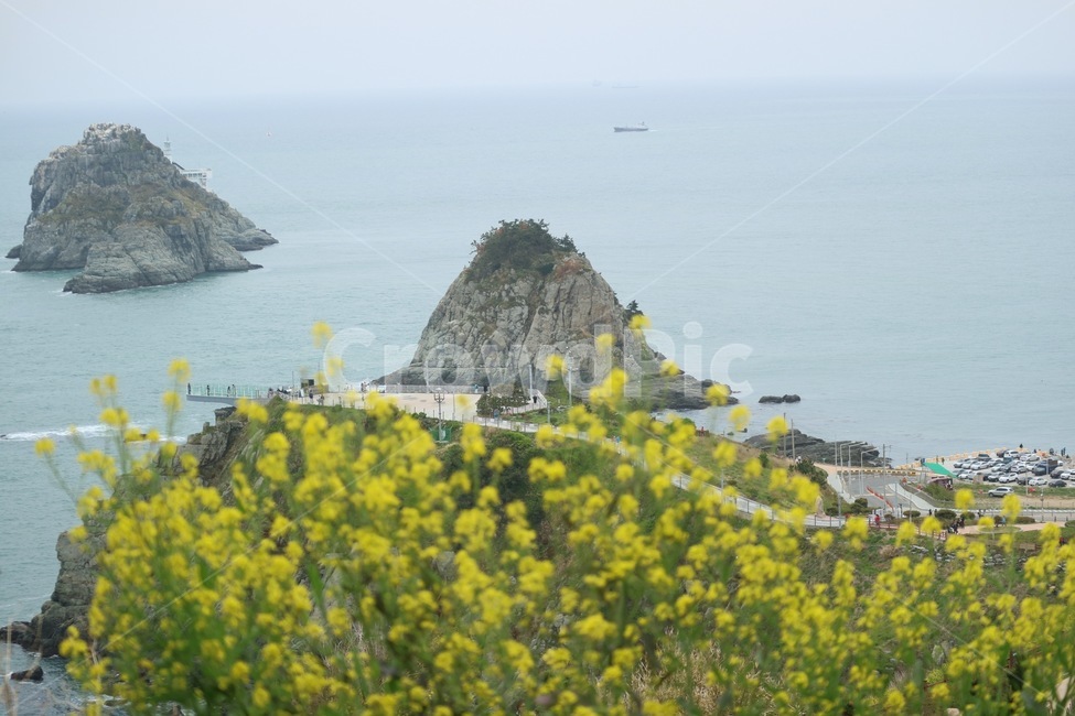오륙도,바다,부산,유채꽃,풍경,자연,하늘,섬,관광지,푸른,바닷가,봄,sea,flower,nature,southkorea,sky,island,spring,landscape,자연,풍경,nature,landscape,한국자연풍경,한국자연경관,korea nature landscape,식물,plants,꽃,flower,outdoors,옥외,land,땅,shoreline,해안선,water,물,ocean,대양,promontory,곶