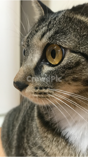 고양이,고등어,궁금증,시선,생각,눈,동물,animal,포유류,mammal,고양이,cat,kitten,kitty