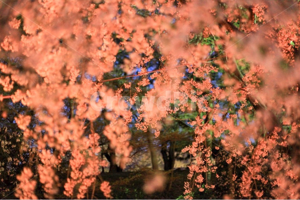 감성사진,배경화면,해외여행,일본,벚꽃,봄,야경,풍경,분위기,색감,색채,coloful,봄,계절,spring,season,야경,밤,풍경,nightscape,night,landscape,식물,자연,plants,nature,꽃,flower,색깔,색상,색채,색감,color sense,color sensitivity,feeling of color,plant,tree,나무