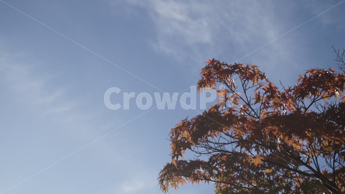 tree,나무,plant,식물,단풍,10월,갈색,하늘,가을,가을,계절,fall,autumn,season
