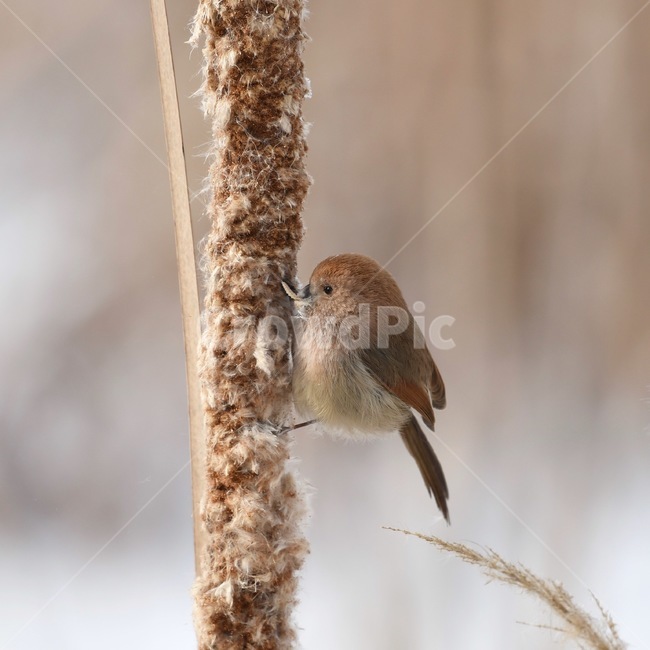 붉은눈이오목눈이,새,귀여운새,귀여움,일월저수지,동물,animal,조류,새,birds