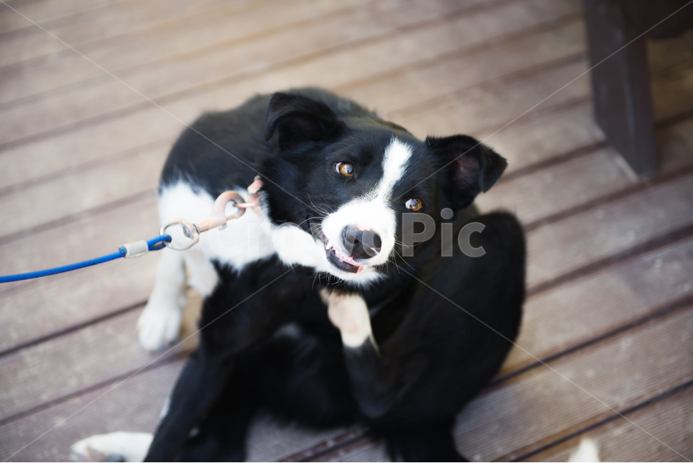 동물,강아지,보더콜리,귀여움,긁다,animal,dog,BorderCollie,collie,cute,scratch,가려움,itchy,eyecontact,동물,animal,포유류,mammal,개,강아지,dog,doggy