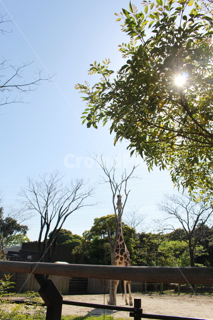 tree,나무,plant,식물,기린,동물원,햇빛,동물,기린한마리,동물,animal,포유류,mammal