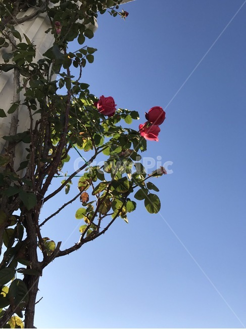 장미,덩쿨,하늘,파란,초록,자연,식물,식물,자연,plants,nature,꽃,flower