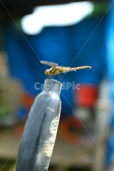 잠자리,고추잠자리,곤충,곤충잠자리,dragonfly,토종잠자리,한국잠자리,벌레,bug,곤충채집,동물,animal,곤충,벌레,insect,bug
