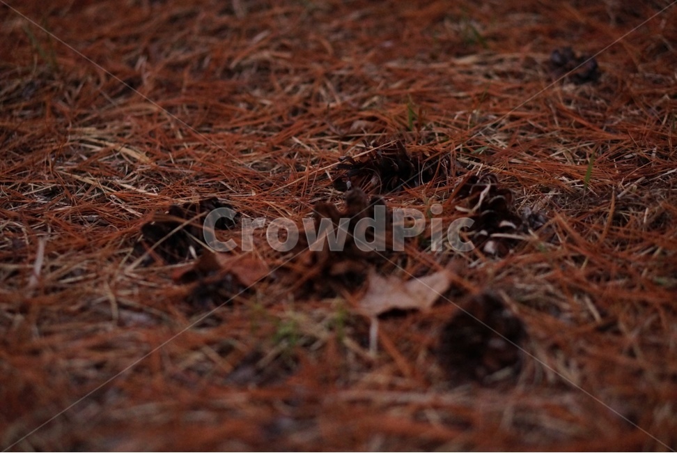 ground,바닥,nature,자연,땅,가을,계절,fall,autumn,season,outdoors,옥외,land